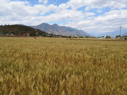 2021年麗江糧食生產總體平穩 果蔬種植發展向好