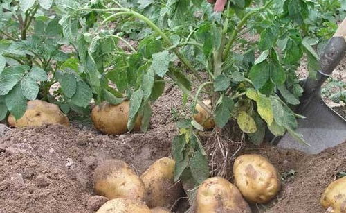 高血糖不吃精制糖就沒事？身邊這3種谷物食品可能是隱藏的“壞蛋”