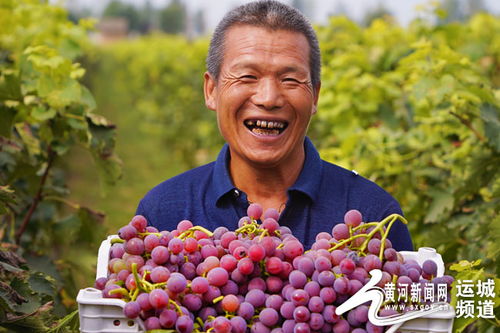 運(yùn)城農(nóng)商行精準(zhǔn)扶持苗木種植與優(yōu)質(zhì)蔬果產(chǎn)業(yè) 拓展增收新路徑