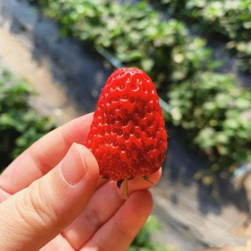 長春周邊8個(gè)秋季采摘好去處 吃喝玩樂全安排，苗木種植特色體驗(yàn)