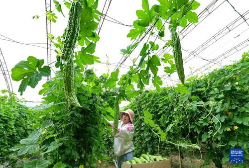 河北盧龍 特色果蔬種植驅(qū)動(dòng)鄉(xiāng)村振興