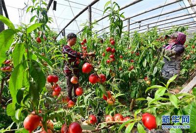 果蔬苗木雙管齊下，助力鄉(xiāng)村增收致富