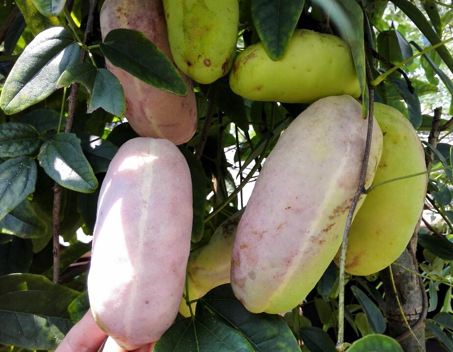 金谷八月瓜 優質果樹苗與種植技術解析