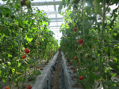 四平市首屆果蔬采摘節 豐收喜悅，共品田園風味