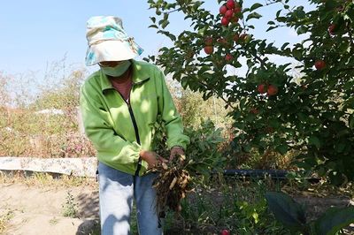 布爾津鎮 果蔬豐收采摘忙，增收致富助振興