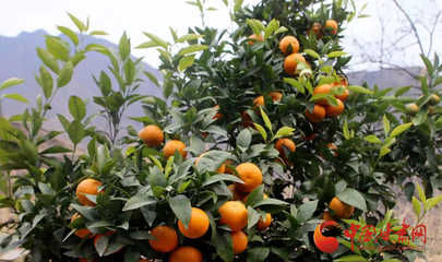 文縣 濟民山上柑桔紅 苗木種植鋪就致富路