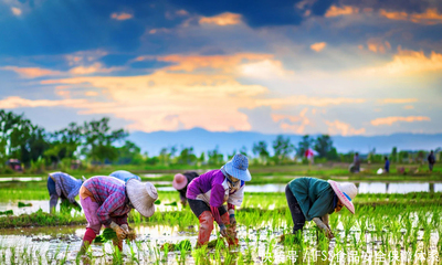 IFSS食品安全保障體系 苗木種植環(huán)節(jié)的國(guó)際規(guī)范融合與品牌價(jià)值提升