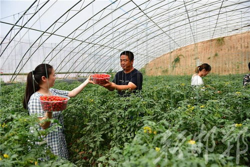館陶縣雙輪驅動 果蔬種植鼓起農民錢袋子，苗木種植鋪就綠色致富路